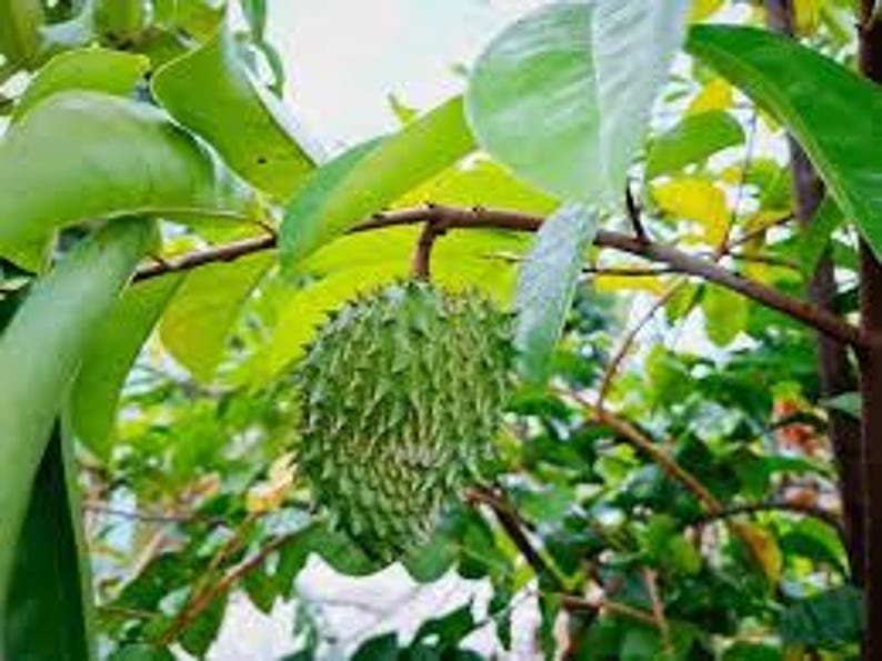 Plantes & savoirs traditionnels — La pharmacopée vivante
